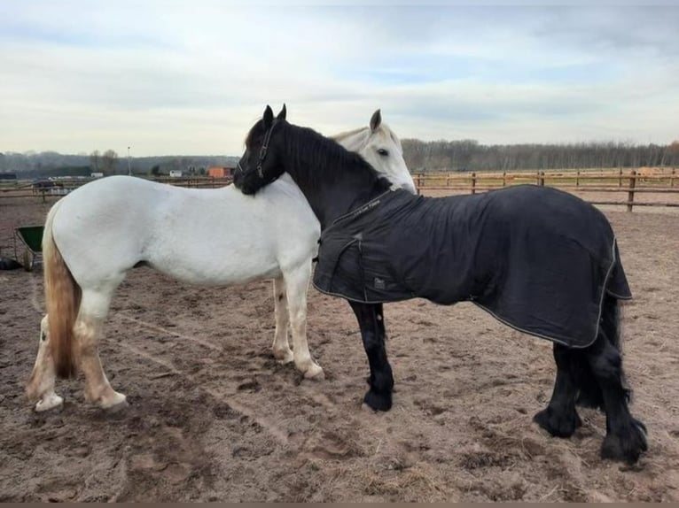 Friesen Stute 12 Jahre 161 cm Rappe in Heemskerk