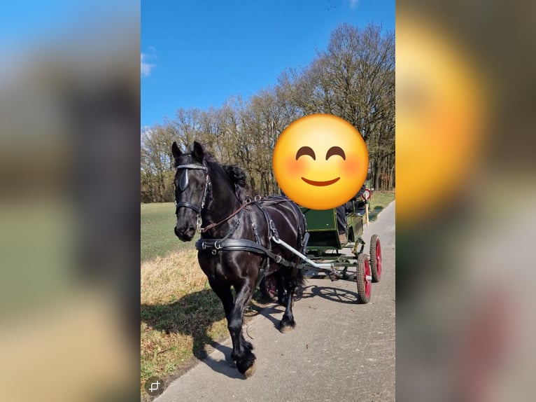 Friesen Stute 12 Jahre 162 cm Rappe in Uelzen