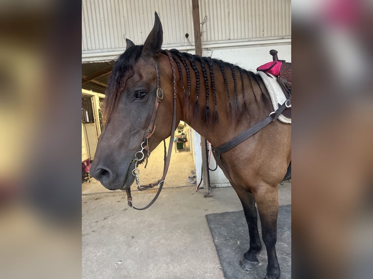 Friesen Mix Stute 12 Jahre 163 cm Dunkelbrauner in Alvin