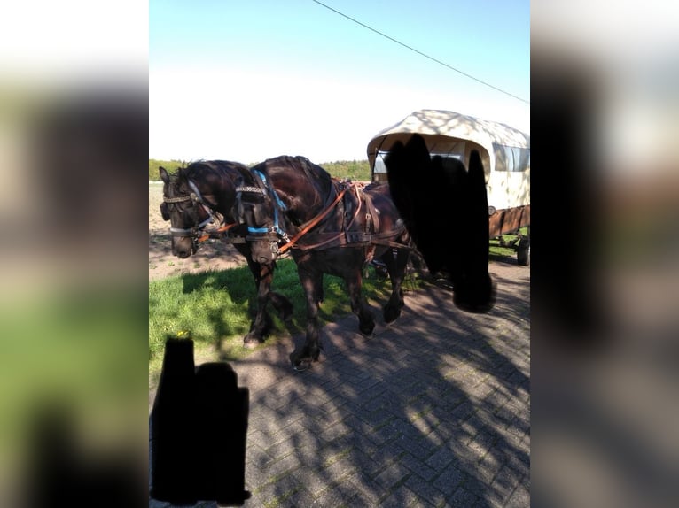 Friesen Stute 12 Jahre 163 cm Rappe in S&#xFC;dbrookmerland Victorbur