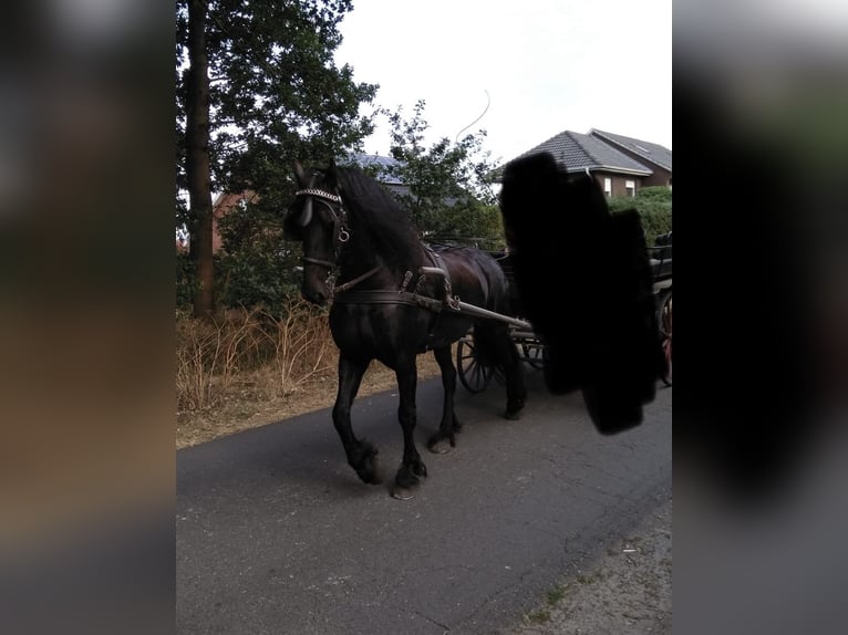 Friesen Stute 12 Jahre 163 cm Rappe in S&#xFC;dbrookmerland Victorbur