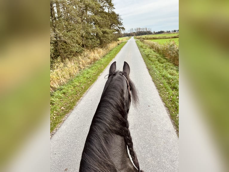 Friesen Stute 12 Jahre 163 cm Rappe in S&#xFC;dbrookmerland Victorbur