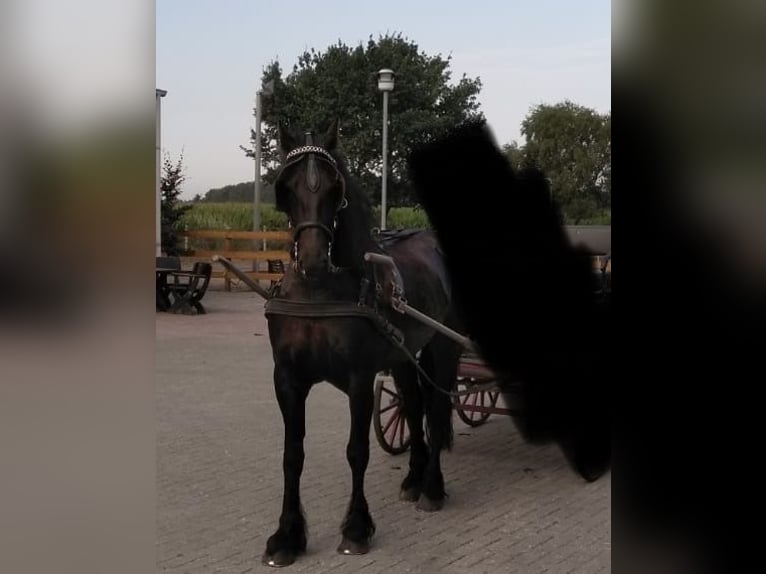 Friesen Stute 12 Jahre 163 cm Rappe in S&#xFC;dbrookmerland Victorbur