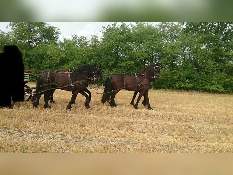 Friesen Stute 12 Jahre 163 cm Rappe in S&#xFC;dbrookmerland Victorbur