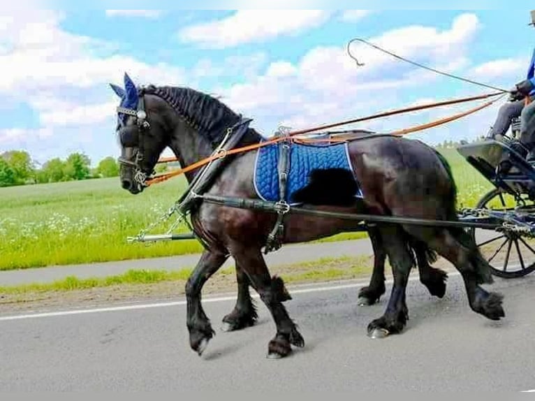 Friesen Stute 12 Jahre 163 cm Rappe in S&#xFC;dbrookmerland Victorbur