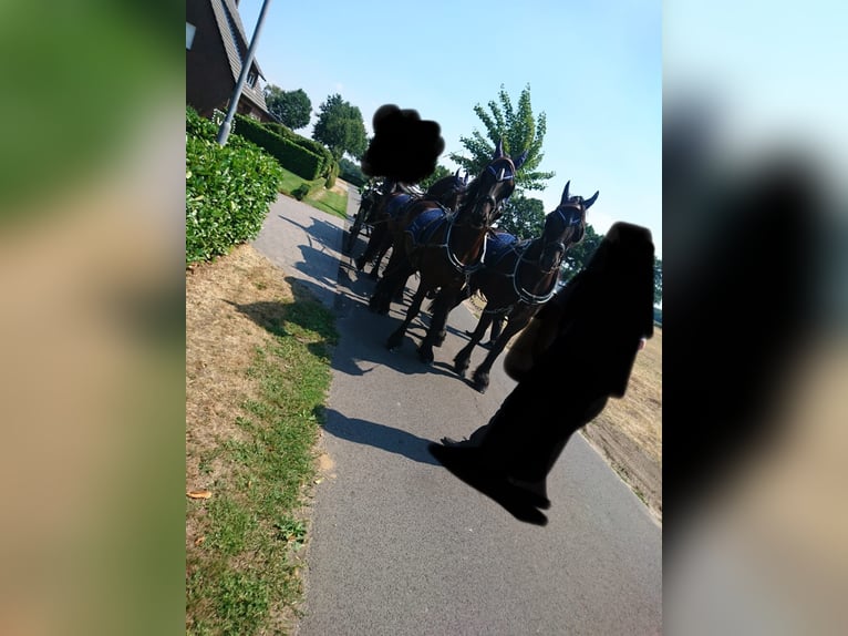 Friesen Stute 12 Jahre 163 cm Rappe in S&#xFC;dbrookmerland Victorbur