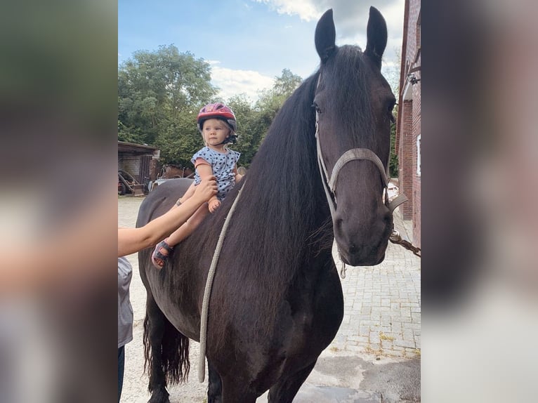 Friesen Stute 12 Jahre 163 cm Rappe in S&#xFC;dbrookmerland Victorbur