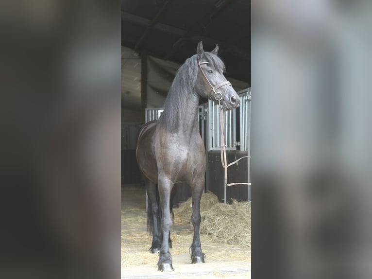 Friesen Stute 12 Jahre 167 cm Rappe in Geilenkirchen