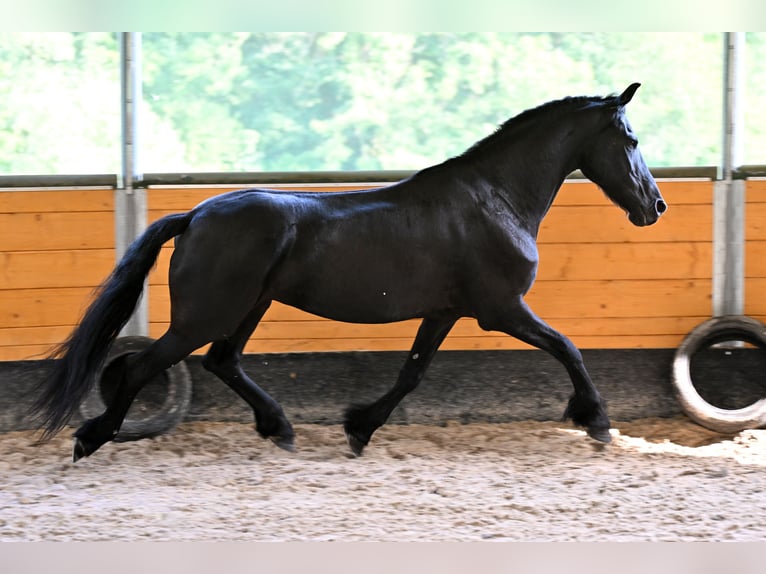 Friesen Stute 12 Jahre 168 cm Rappe in Vendryne