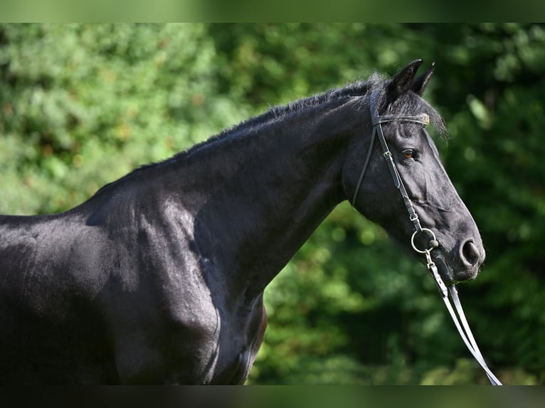 Friesen Stute 12 Jahre 168 cm Rappe in Vendryne