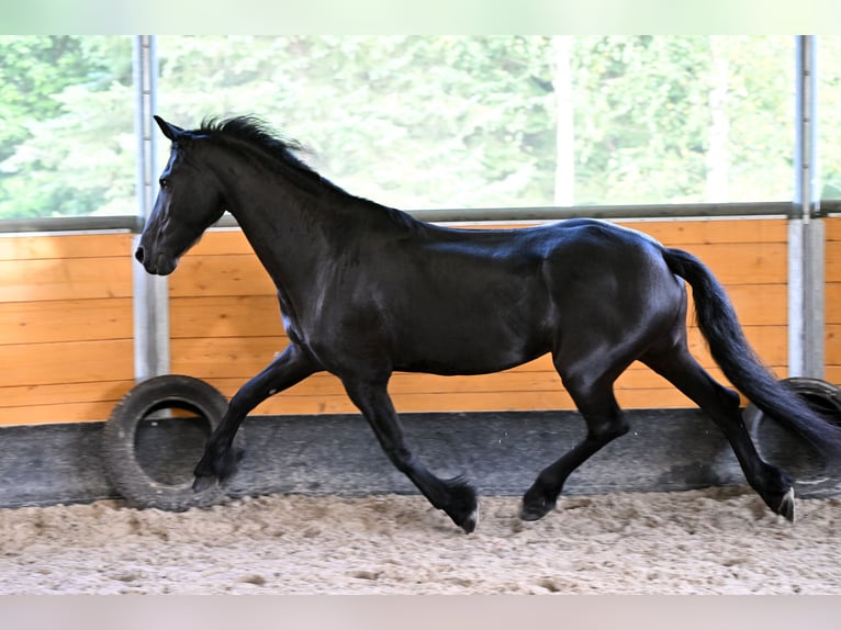 Friesen Stute 12 Jahre 168 cm Rappe in Vendryne
