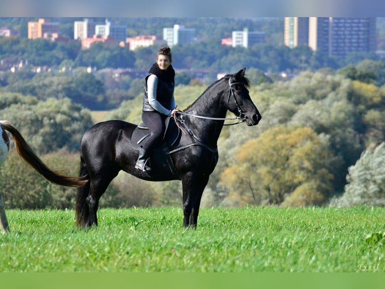 Friesen Stute 12 Jahre 168 cm Rappe in Vendryne