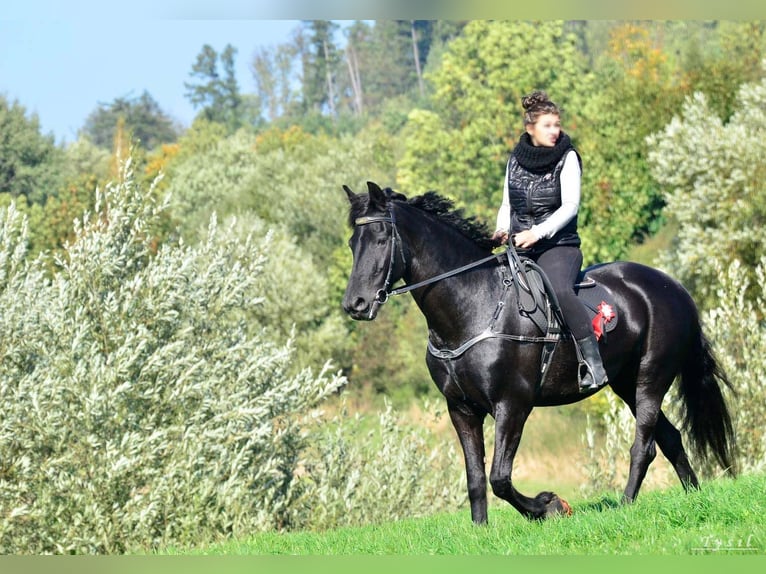 Friesen Stute 12 Jahre 168 cm Rappe in Vendryne