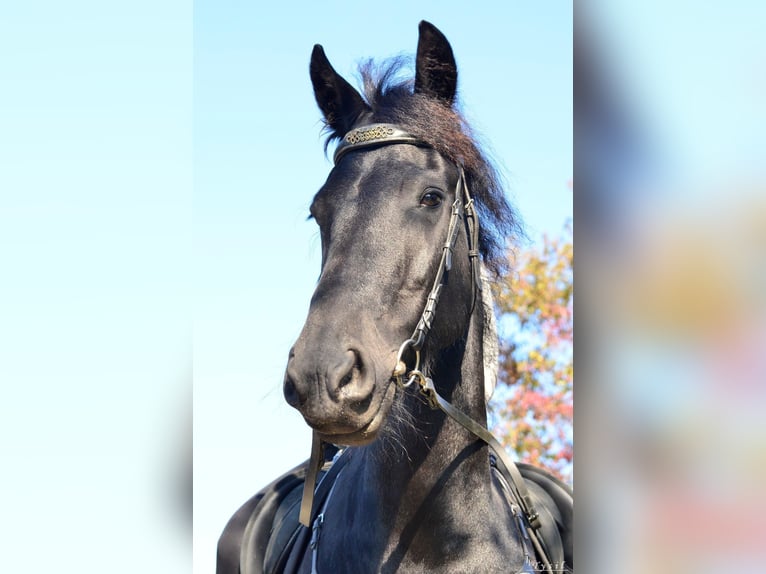 Friesen Stute 12 Jahre 168 cm Rappe in Vendryne