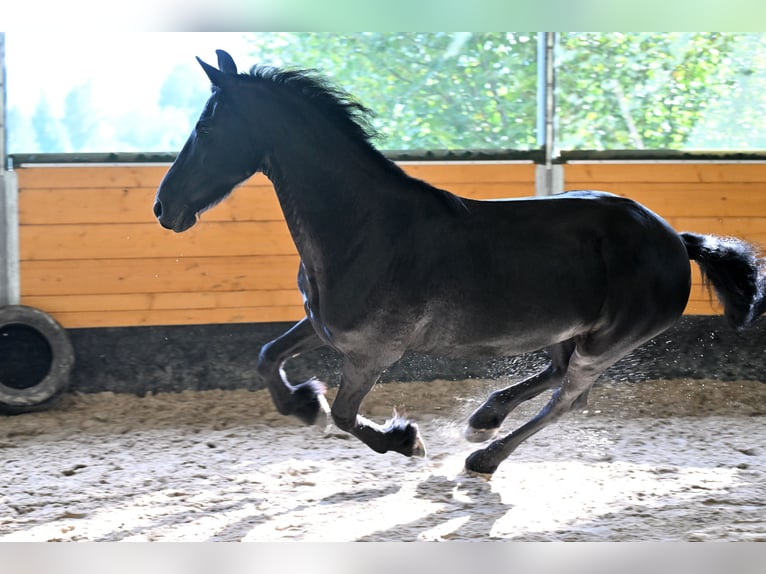 Friesen Stute 12 Jahre 168 cm Rappe in Vendryne