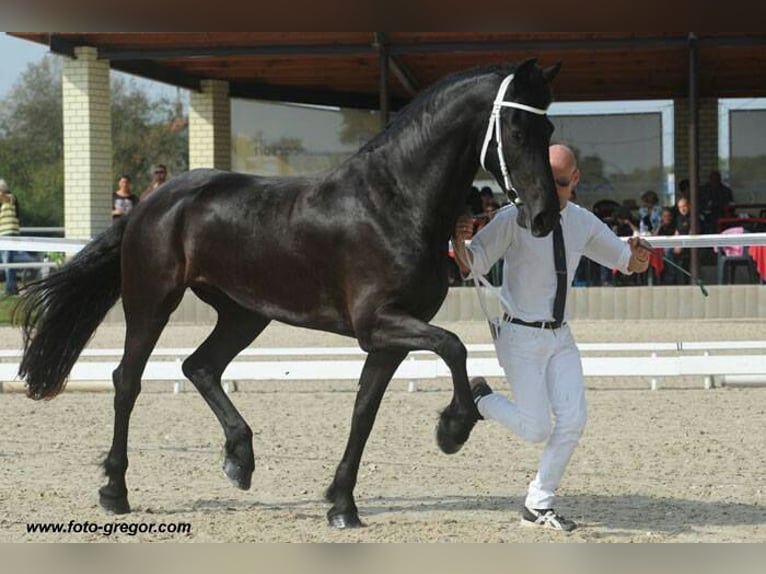 Friesen Stute 12 Jahre 168 cm Rappe in Vendryne