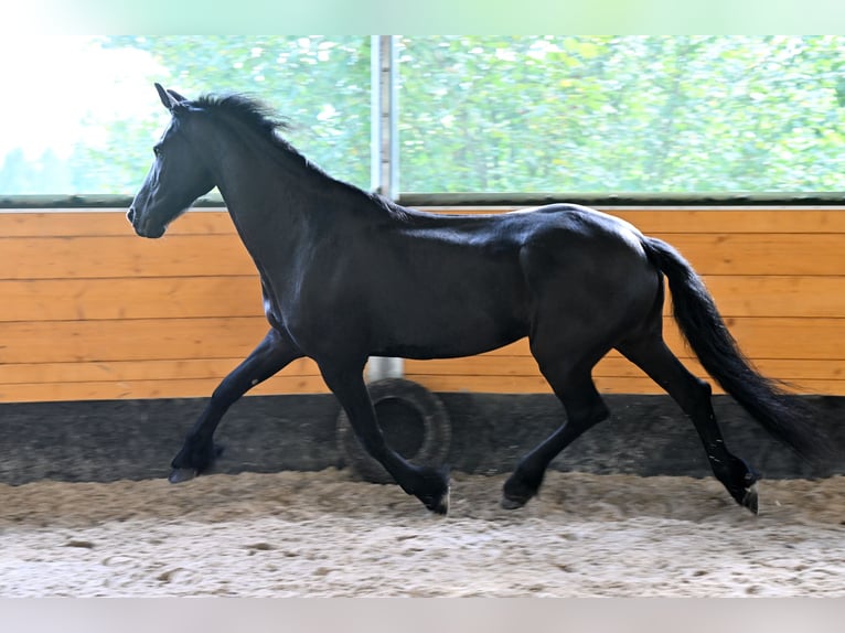 Friesen Stute 12 Jahre 168 cm Rappe in Vendryne