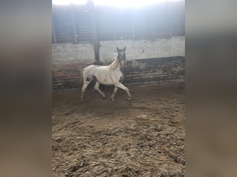 Friesen Mix Stute 12 Jahre 170 cm  in Uetze