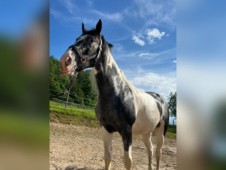Friesen Mix Stute 12 Jahre 170 cm  in Uetze