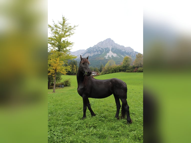 Friesen Stute 12 Jahre  in Itter