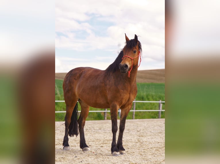 Friesen Mix Stute 13 Jahre 154 cm Brauner in Wippenham