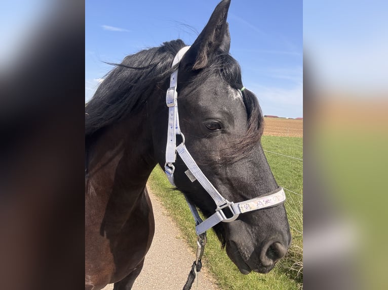 Friesen Stute 13 Jahre 154 cm Rappe in Langenau