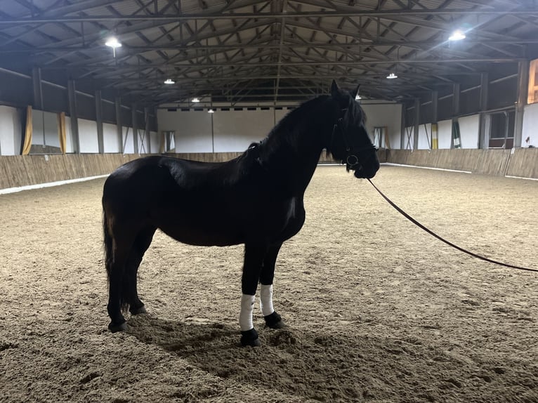 Friesen Stute 13 Jahre 160 cm Rappe in Hauzenberg