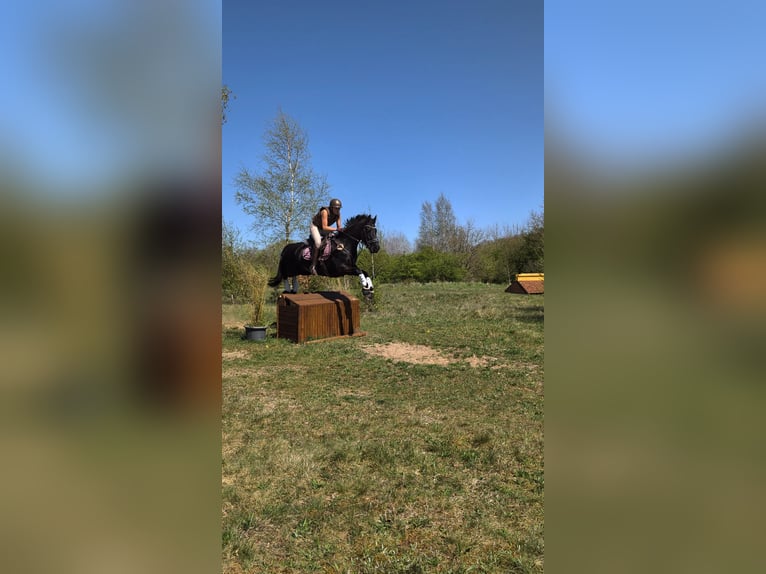 Friesen Stute 13 Jahre 160 cm Rappe in Heide