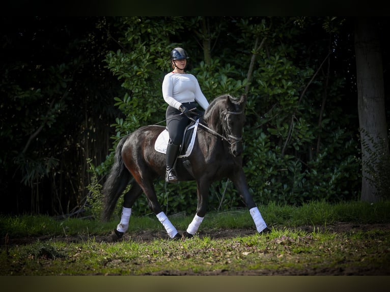 Friesen Stute 13 Jahre 164 cm Rappe in Evergem