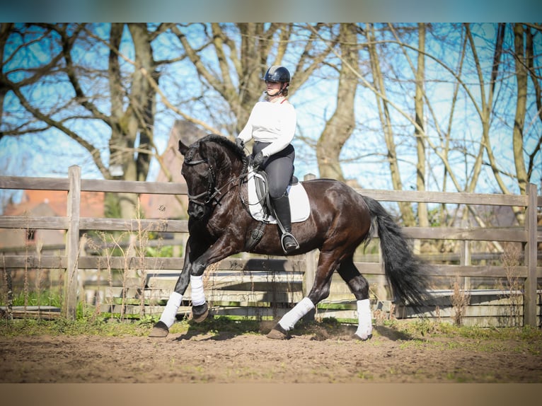 Friesen Stute 13 Jahre 164 cm Rappe in Evergem