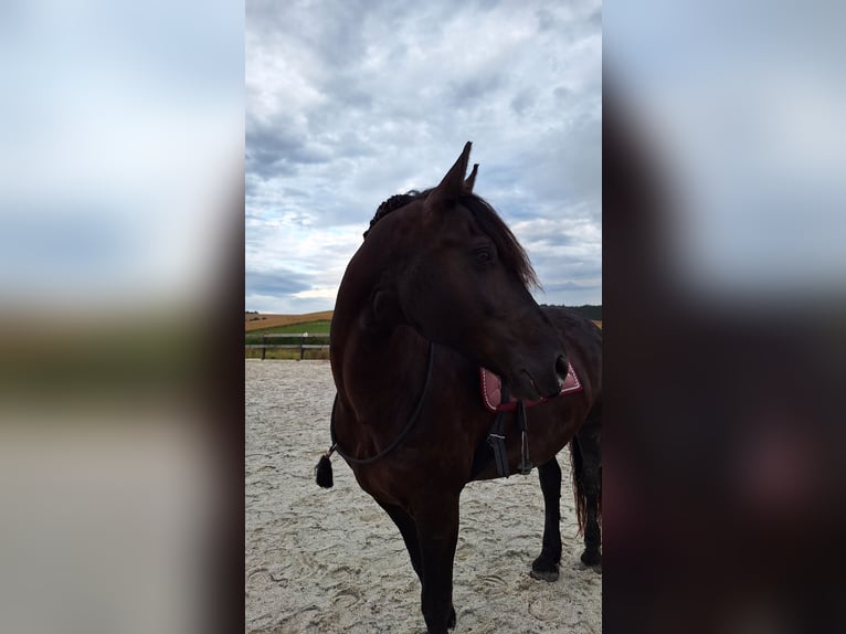 Friesen Mix Stute 13 Jahre 164 cm Rappe in Kellern