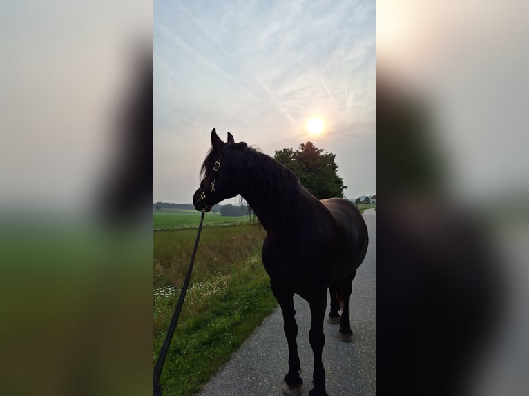 Friesen Mix Stute 13 Jahre 164 cm Rappe in Kellern