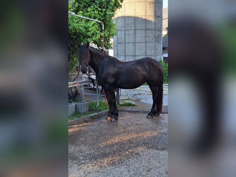 Friesen Mix Stute 13 Jahre 164 cm Rappe in Kellern