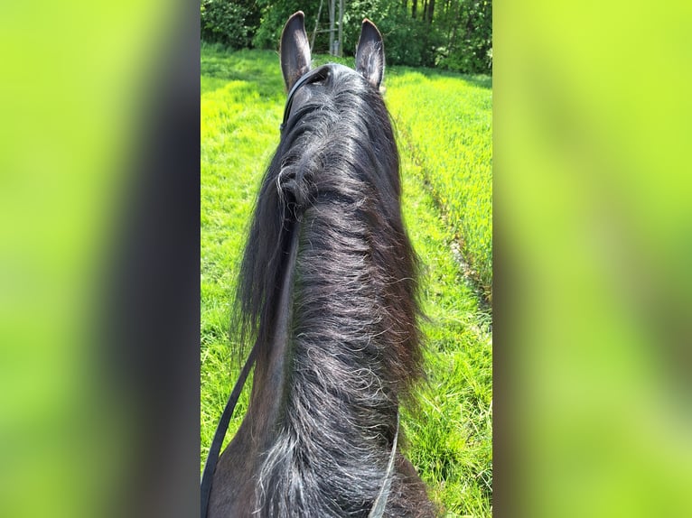 Friesen Mix Stute 13 Jahre 164 cm Rappe in Kellern