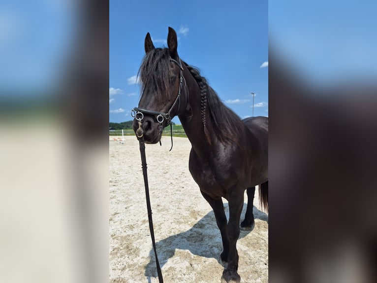 Friesen Mix Stute 13 Jahre 164 cm Rappe in Kellern