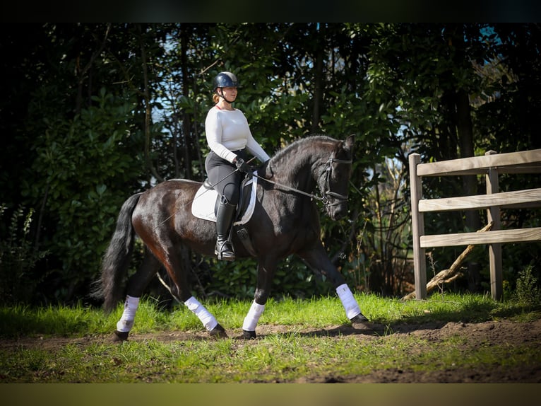 Friesen Stute 13 Jahre 165 cm Rappe in Evergem