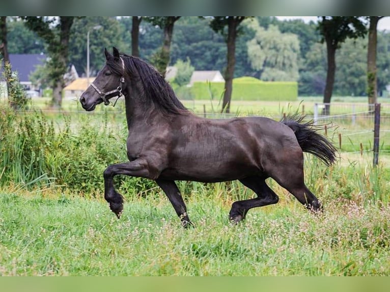 Friesen Stute 13 Jahre 165 cm Rappe in Elim