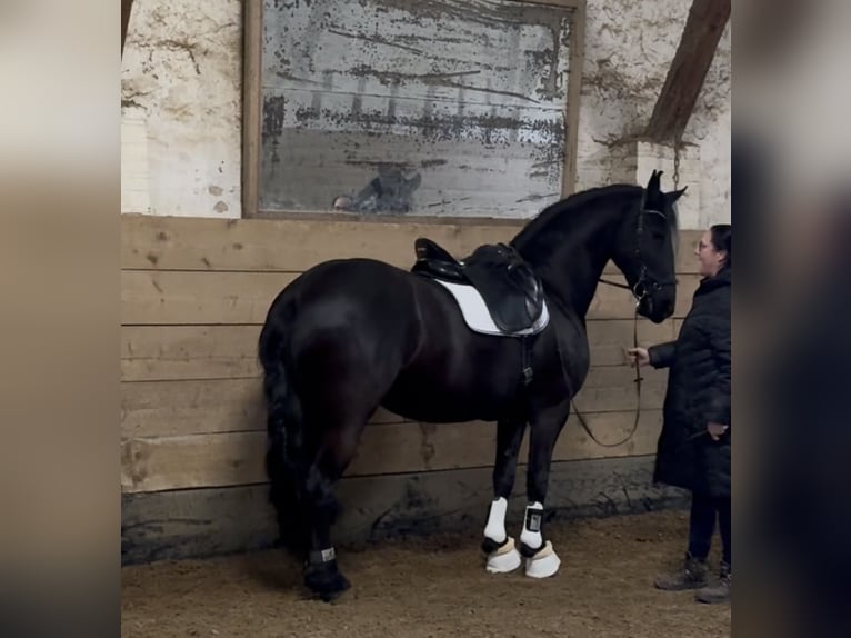 Friesen Stute 13 Jahre 166 cm Rappe in Pulheim