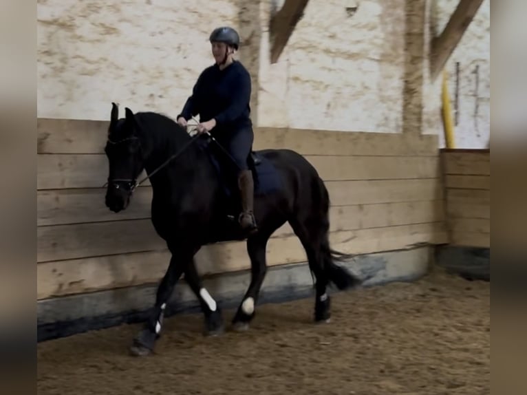 Friesen Stute 13 Jahre 166 cm Rappe in Pulheim