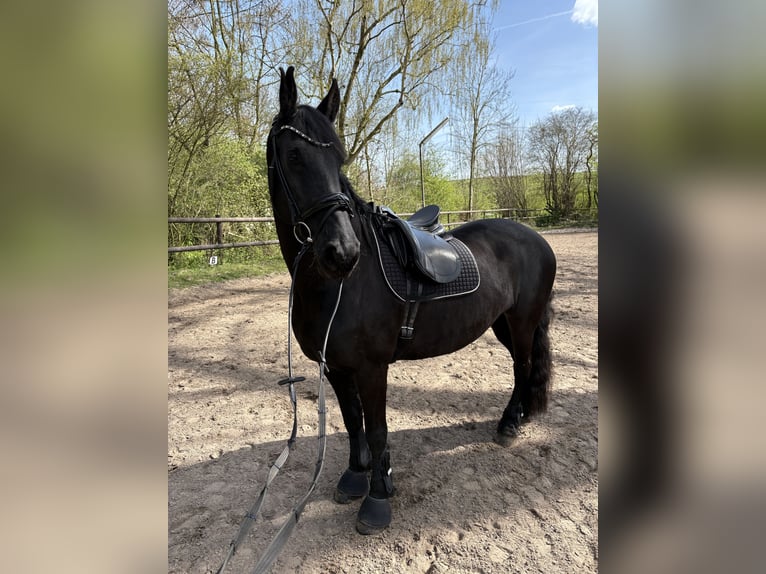 Friesen Stute 13 Jahre 166 cm Rappe in Pulheim