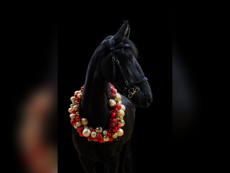 Friesen Stute 13 Jahre 166 cm Rappe in Pulheim