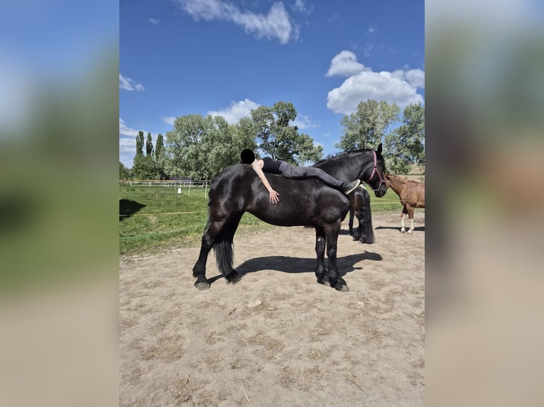 Friesen Mix Stute 13 Jahre 180 cm Rappe in Drasenhofen