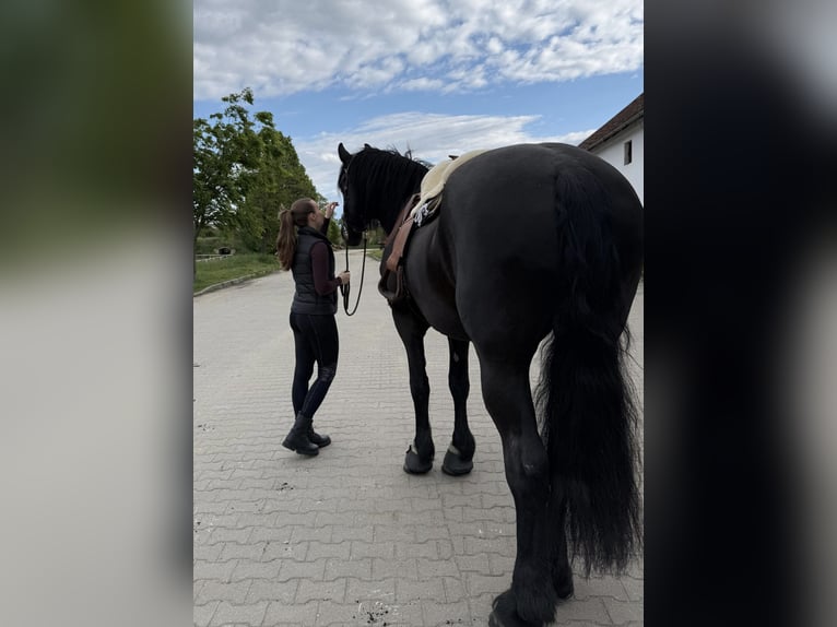 Friesen Mix Stute 13 Jahre 180 cm Rappe in Drasenhofen