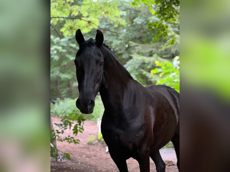 Friesen Mix Stute 14 Jahre 148 cm Rappe in CadolzburgCadolzburg