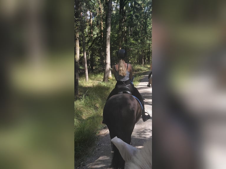 Friesen Mix Stute 14 Jahre 148 cm Rappe in CadolzburgCadolzburg