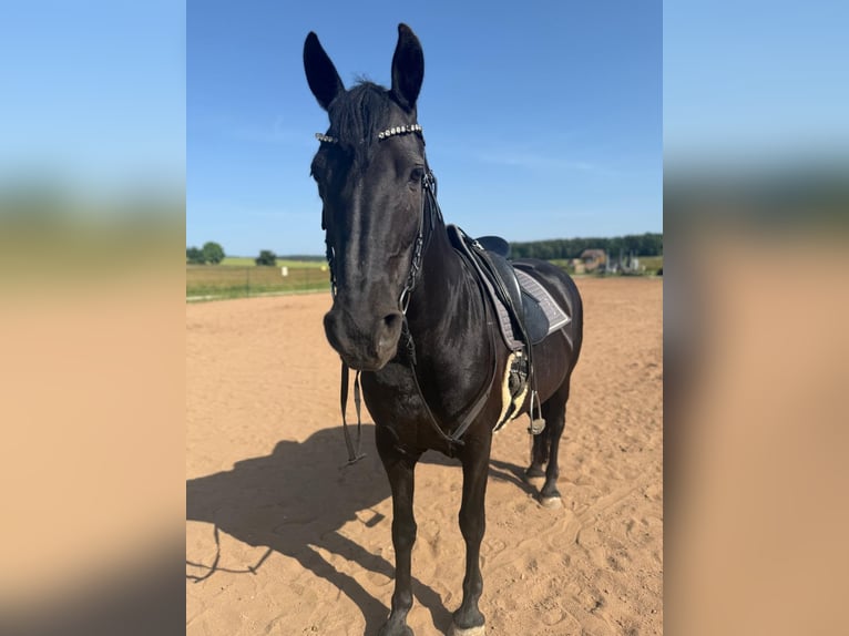 Friesen Mix Stute 14 Jahre 148 cm Rappe in CadolzburgCadolzburg