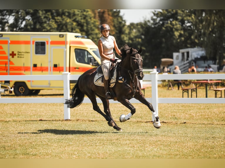 Friesen Stute 14 Jahre 160 cm Rappe in Heide