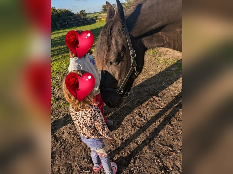 Friesen Stute 14 Jahre 160 cm Schwarzbrauner in Weitenhagen