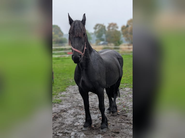 Friesen Stute 14 Jahre 160 cm Schwarzbrauner in Weitenhagen