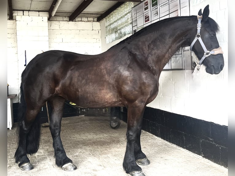 Friesen Stute 14 Jahre 161 cm Rappe in Bodenfelde